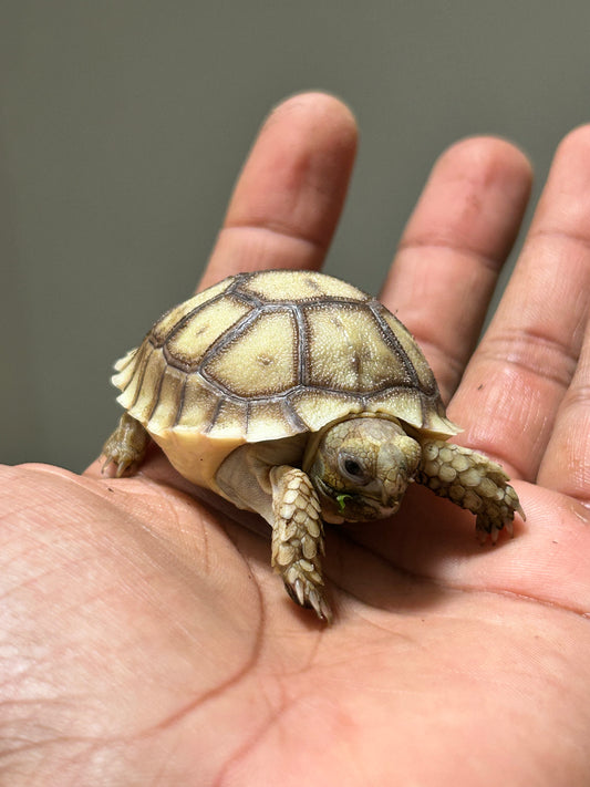 Tortuga sulcata cría