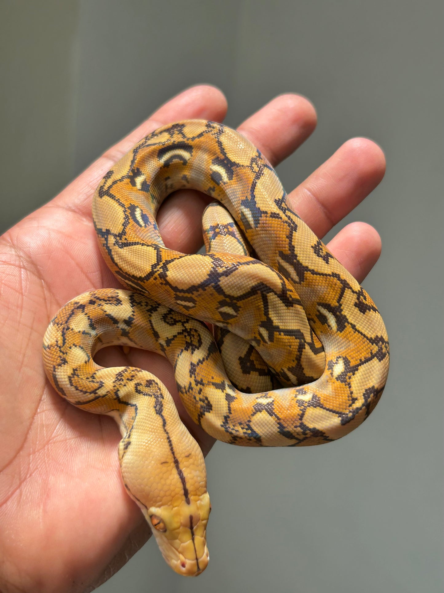 Pitón reticulada mochino hembra