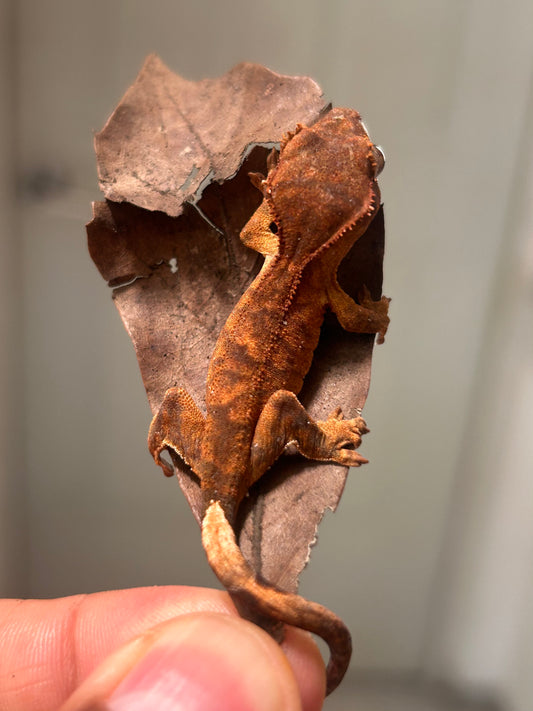 Gecko crestado red flame