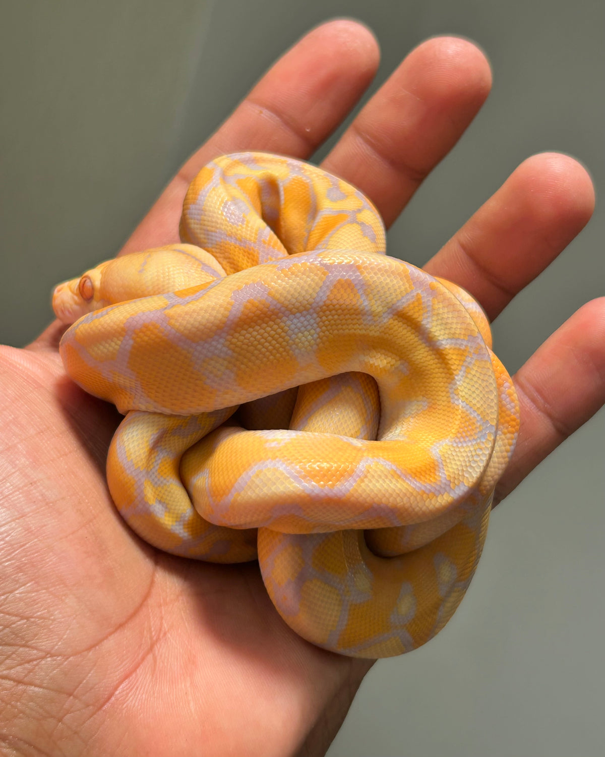 Pitón reticulada lavender sunfire poss het antrax hembra