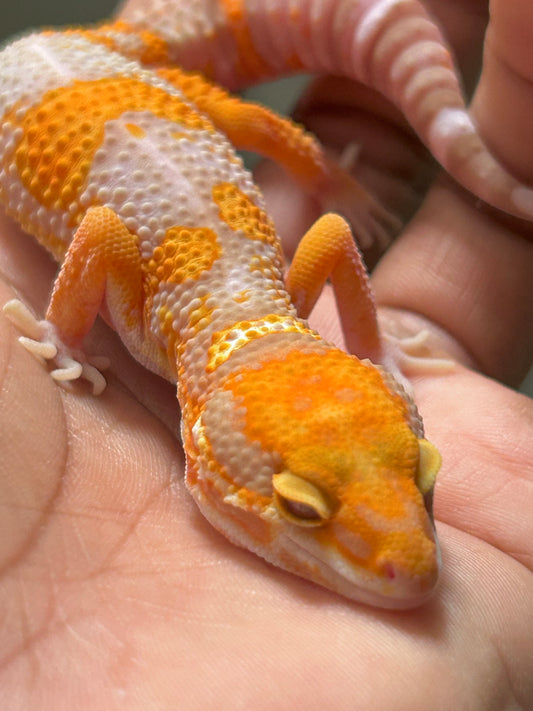 Gecko leopardo Red Diamond macho
