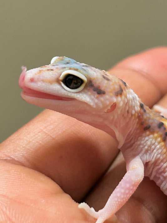 Gecko leopardo W&Y snow eclipse macho