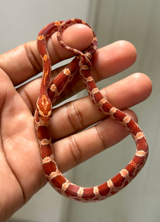 Serpiente maicera hypo macho