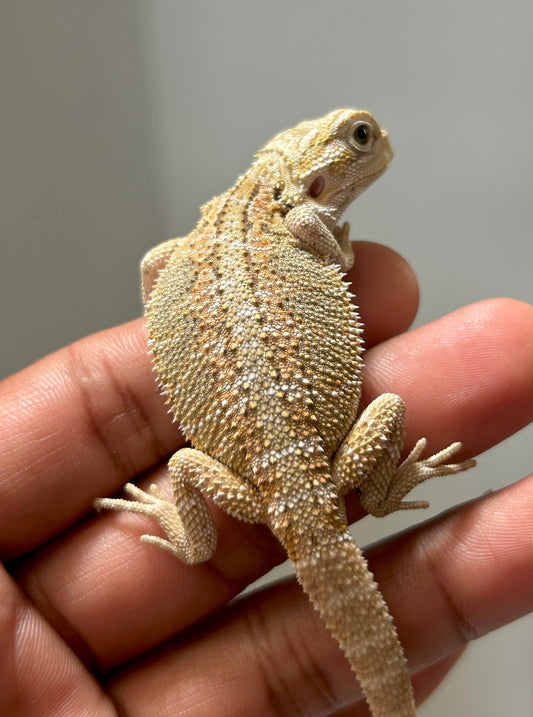 Pogona Hypo hembra (Con detalle)
