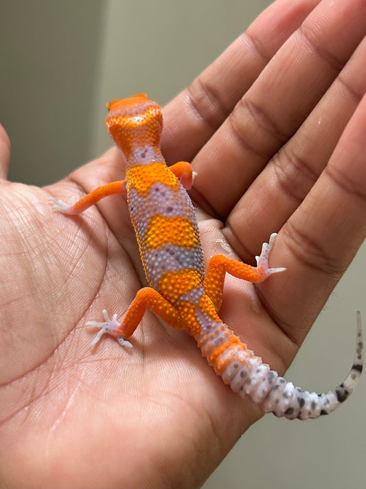 Gecko leopardo blood inferno macho