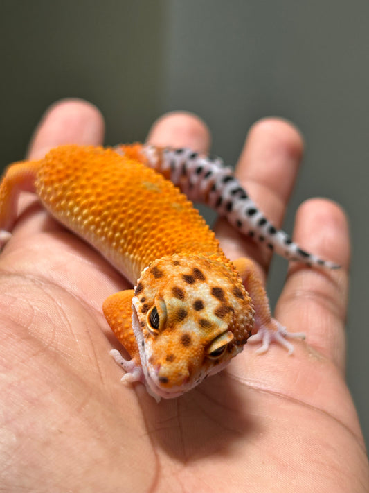 Gecko leopardo Blood inferno macho