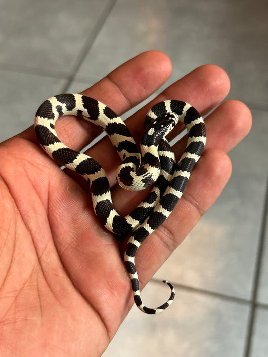 Serpiente rey de california macho