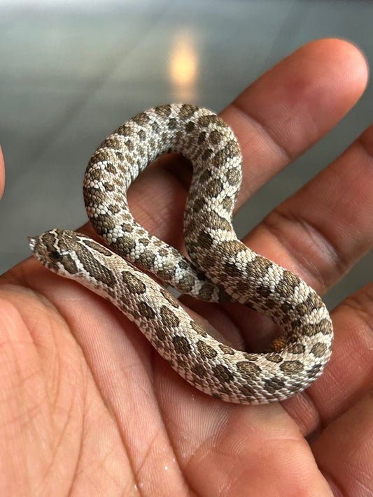 Hognose artic macho