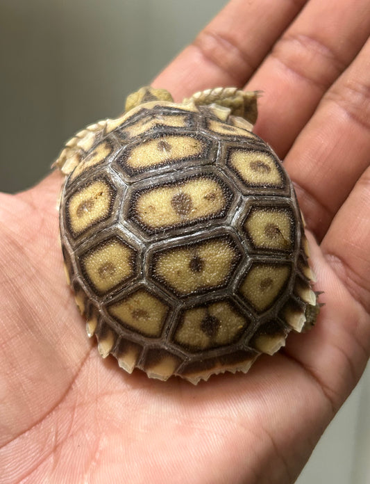Tortuga sulcata cría