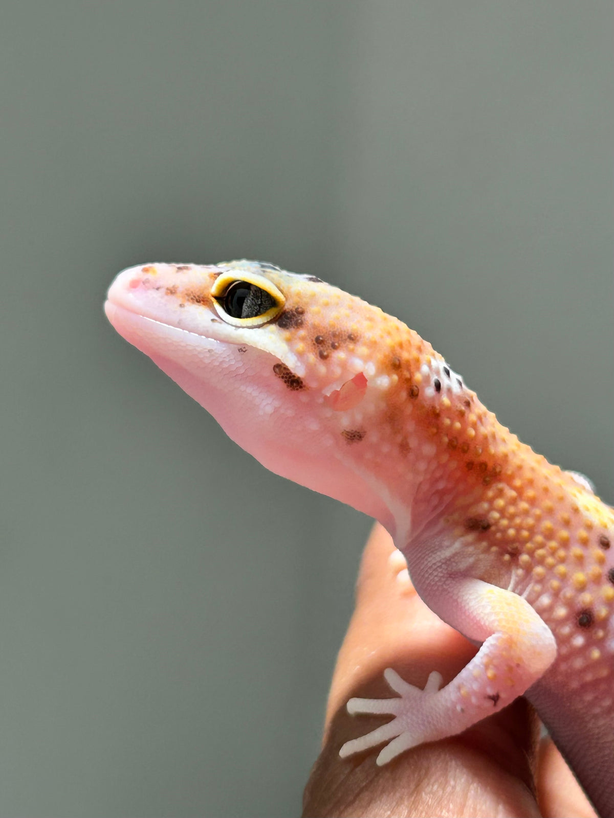 Gecko leopardo eclipse macho