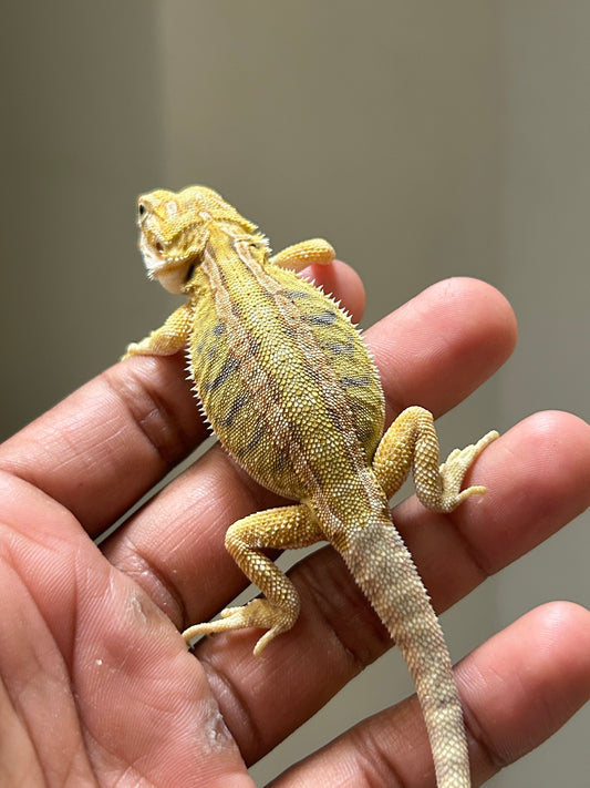 Pogona Citrus Hypo leatherback macho
