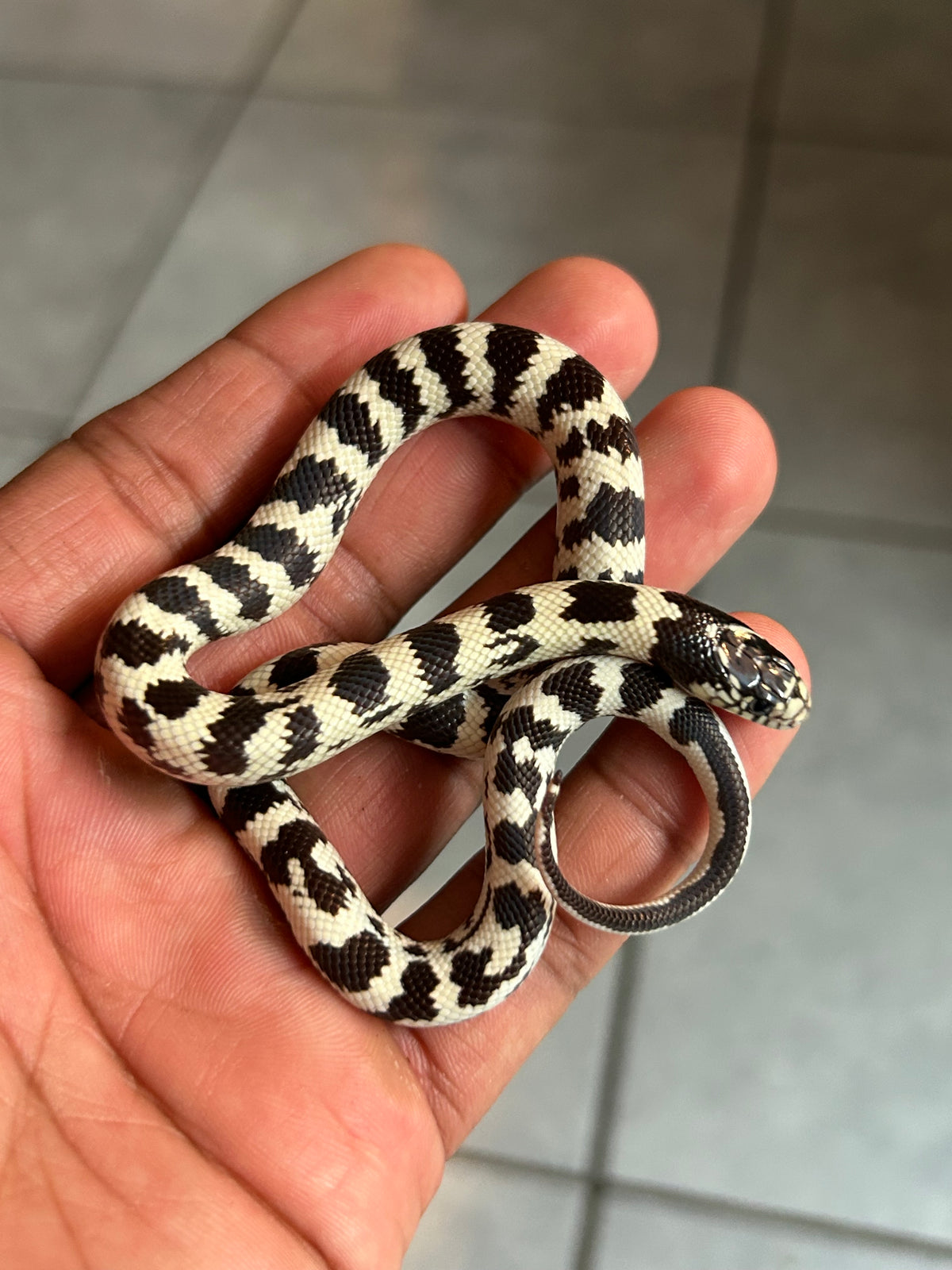Serpiente rey de california hembra