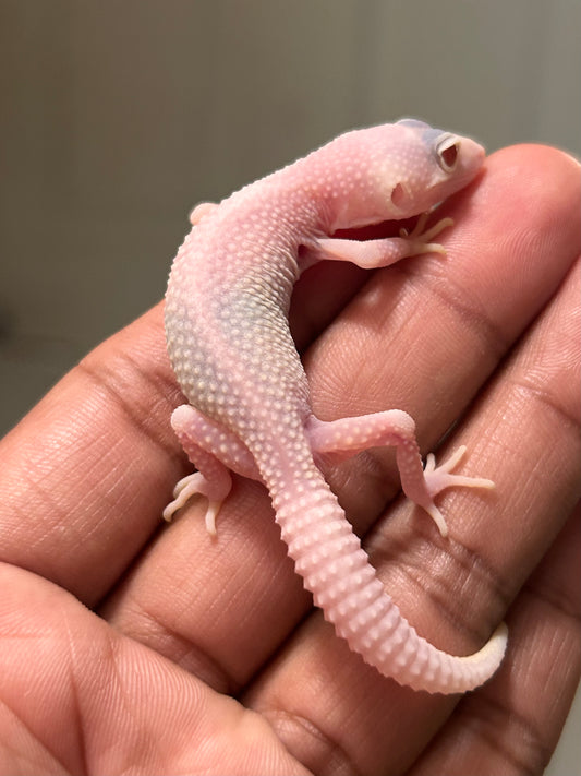 Gecko leopardo Diablo blanco macho