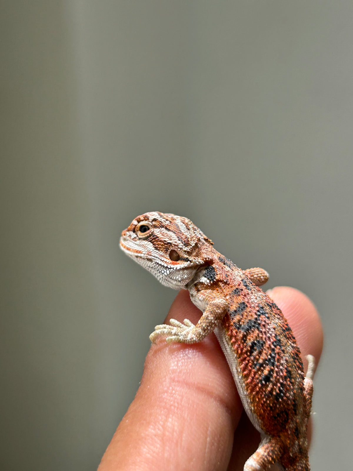 Pogona Red hypo hembra