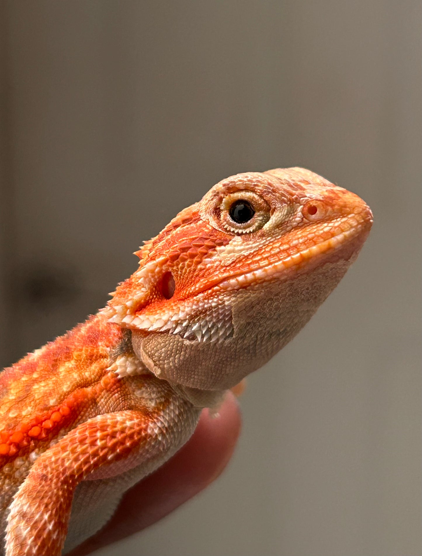 Pogona Chamuco hypo trans macho