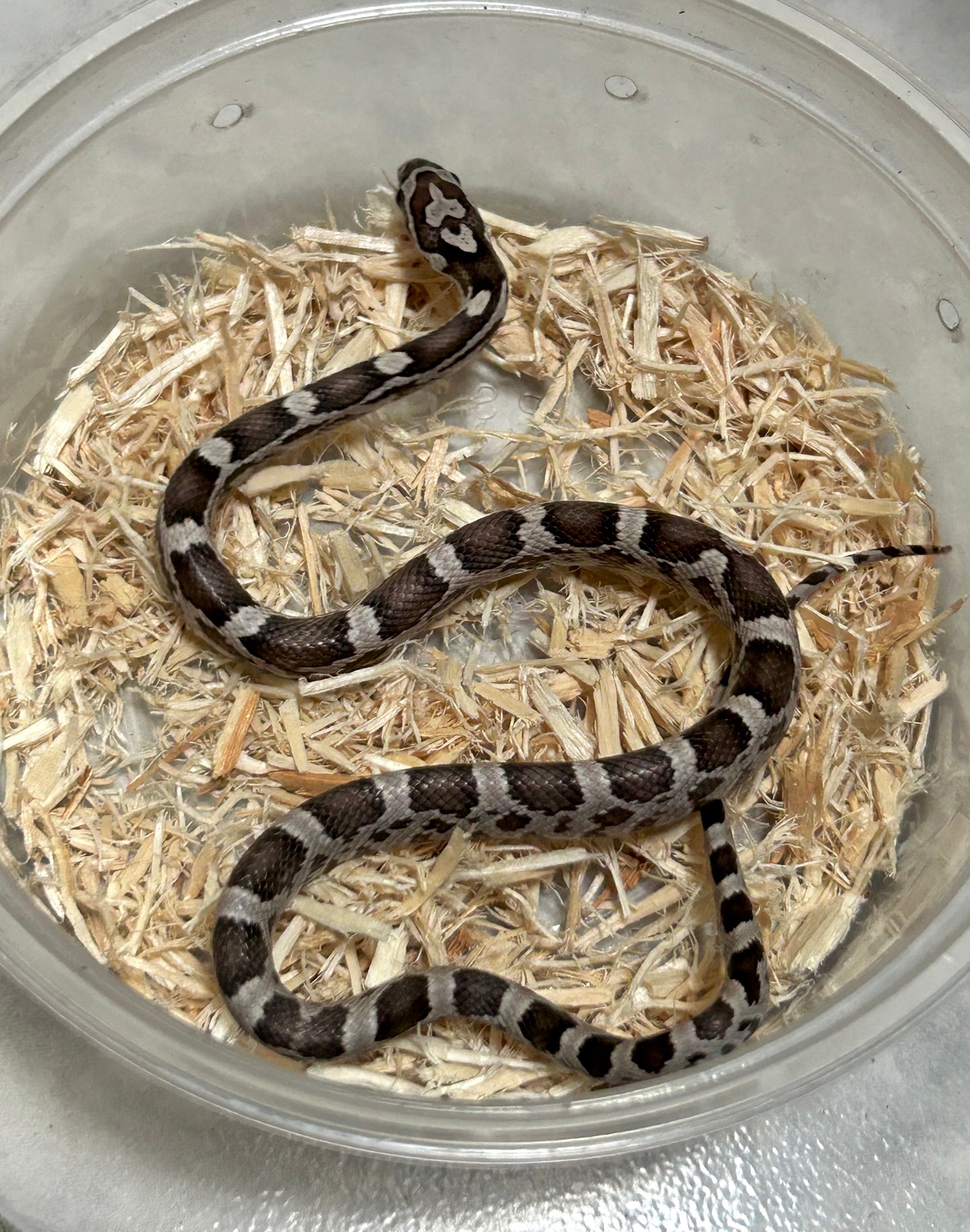 Serpiente maicera anery macho