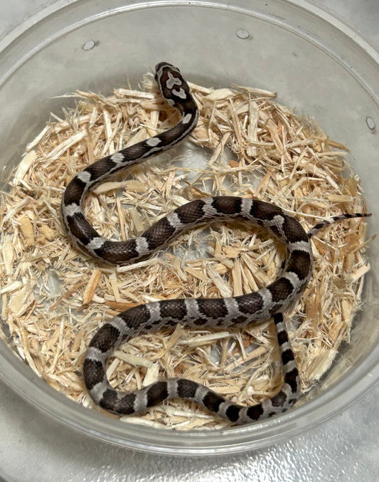 Serpiente maicera anery macho