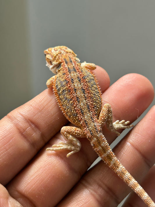 Pogona Orange macho