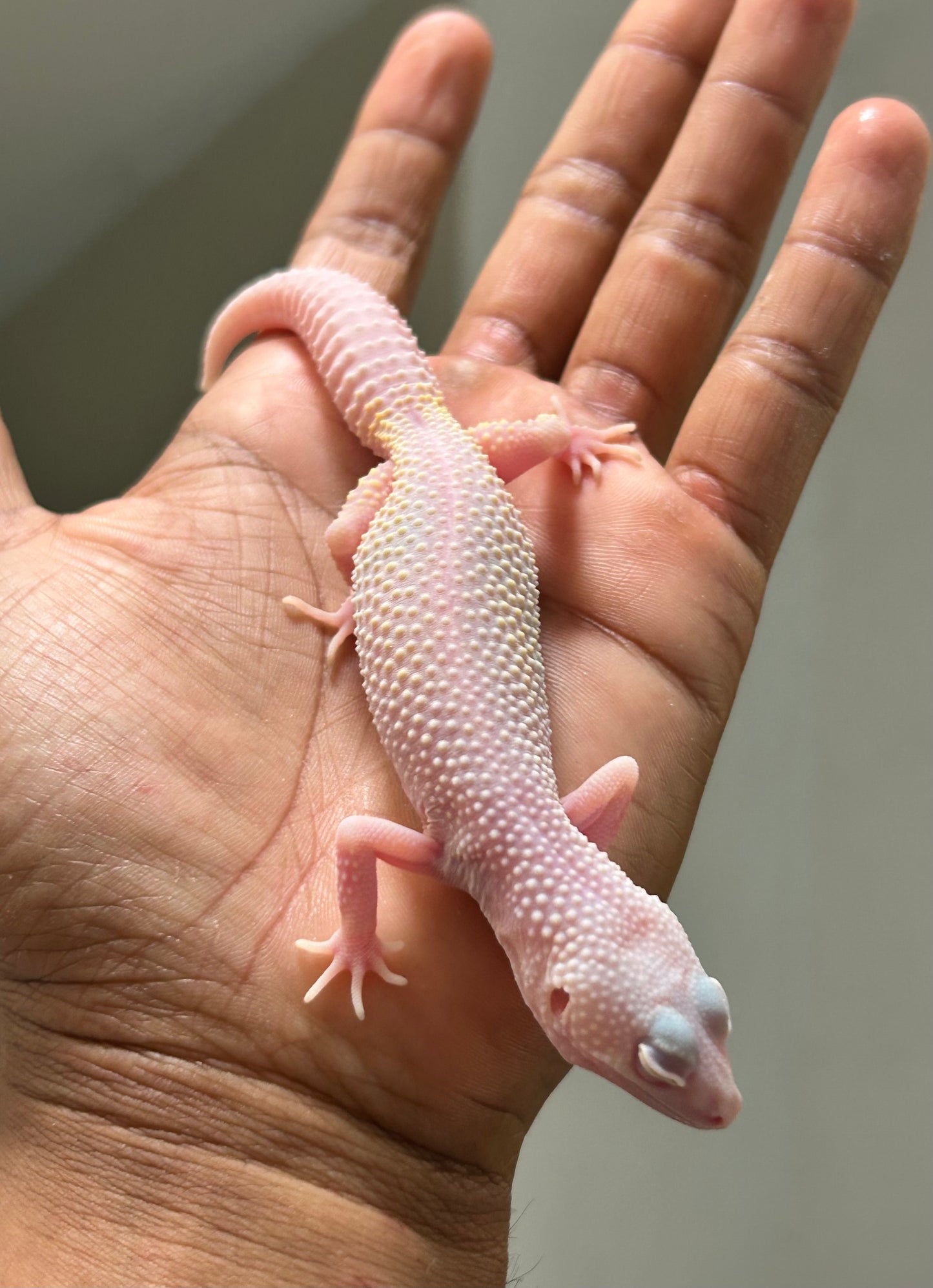 Gecko leopardo diablo blanco macho