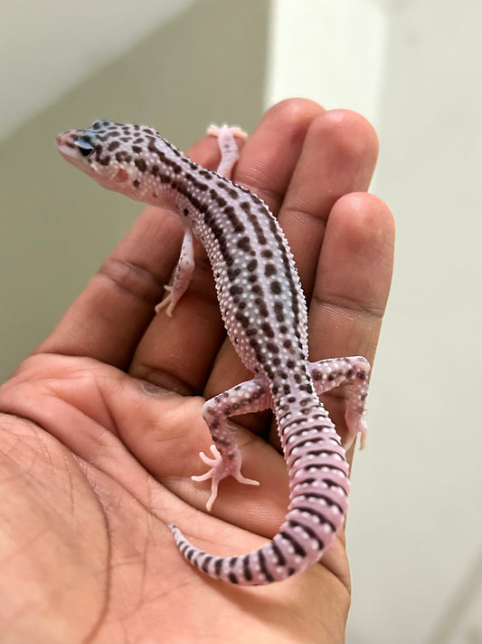 Gecko leopardo Super Snow