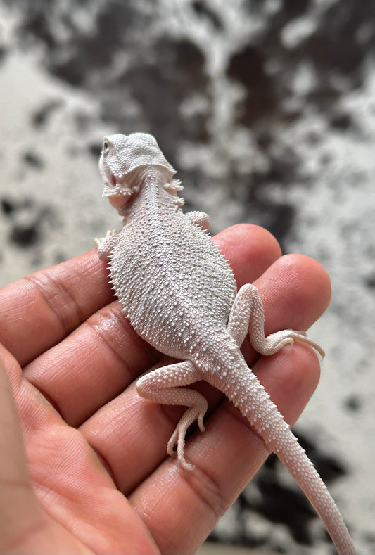 Pogona Hypo zero hembra