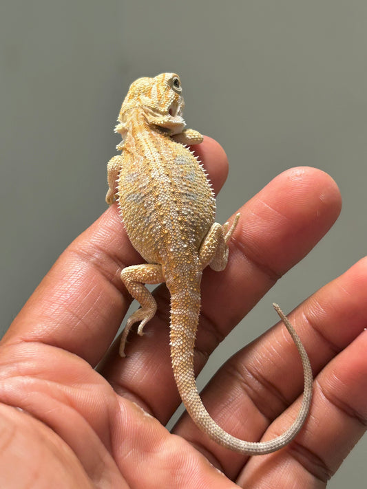 Pogona Hypo het zero hembra