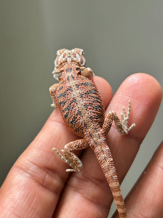 Pogona Red hypo hembra