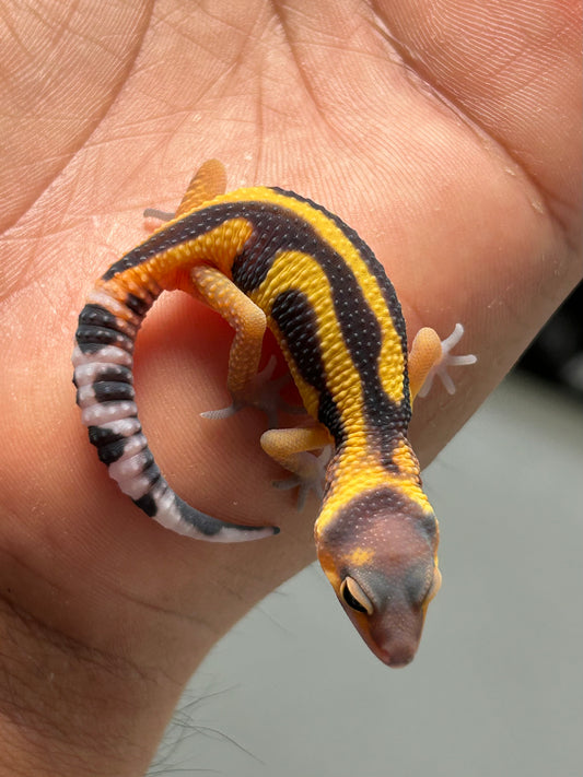 Gecko leopardo Blood inferno