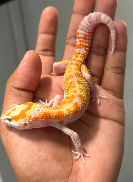 Gecko leopardo Bell W&Y snow macho