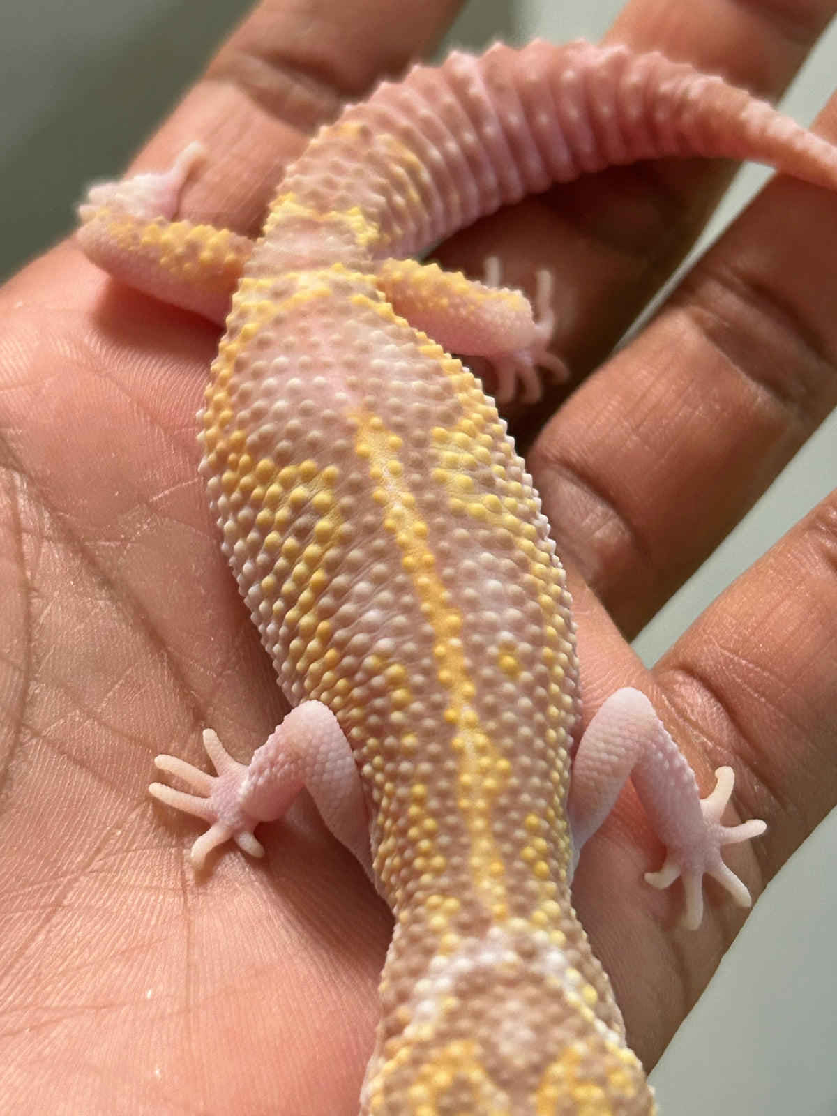 Gecko leopardo W&Y snow raptor hembra