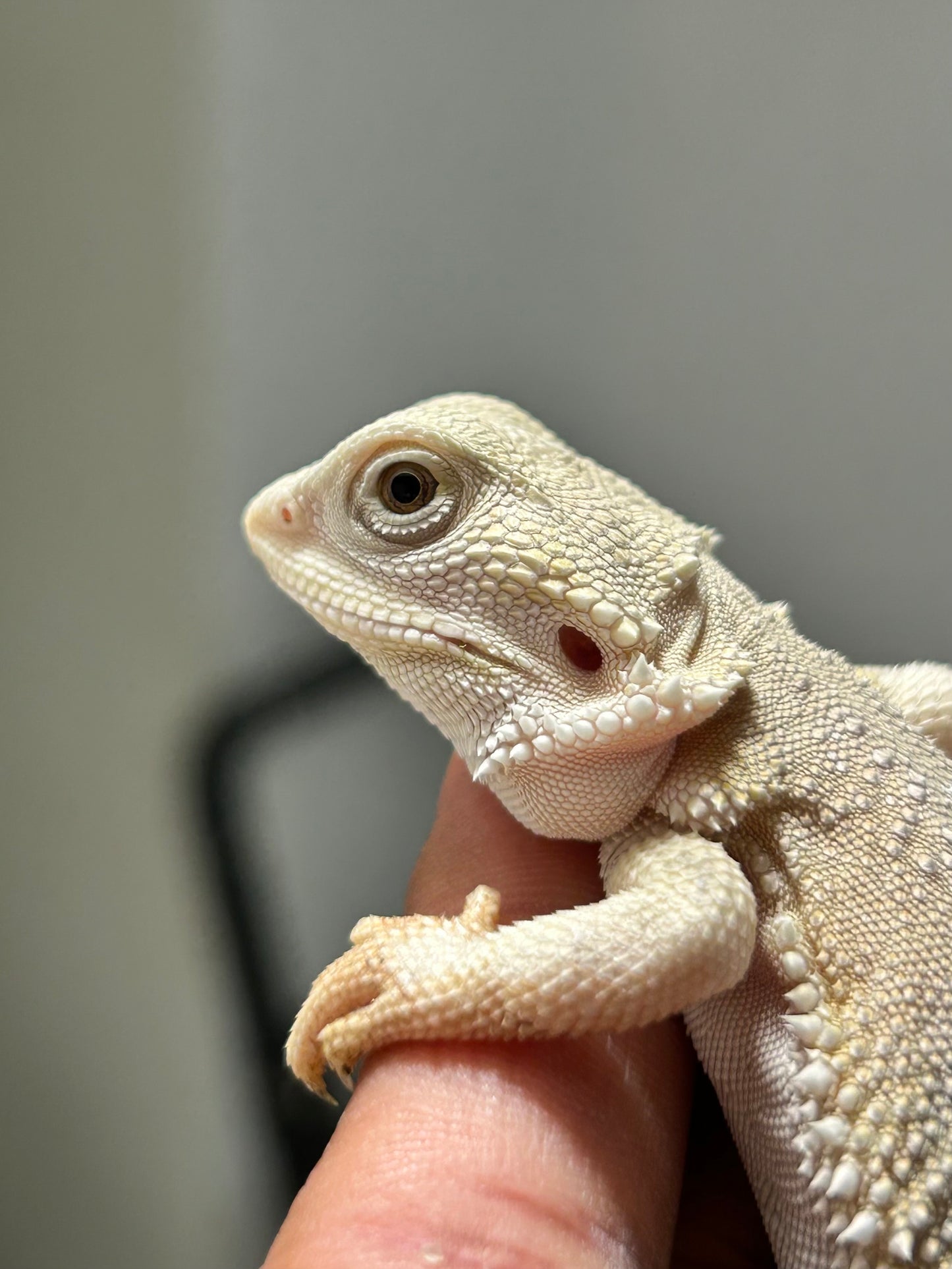 Pogona Hypo witblits het zero macho