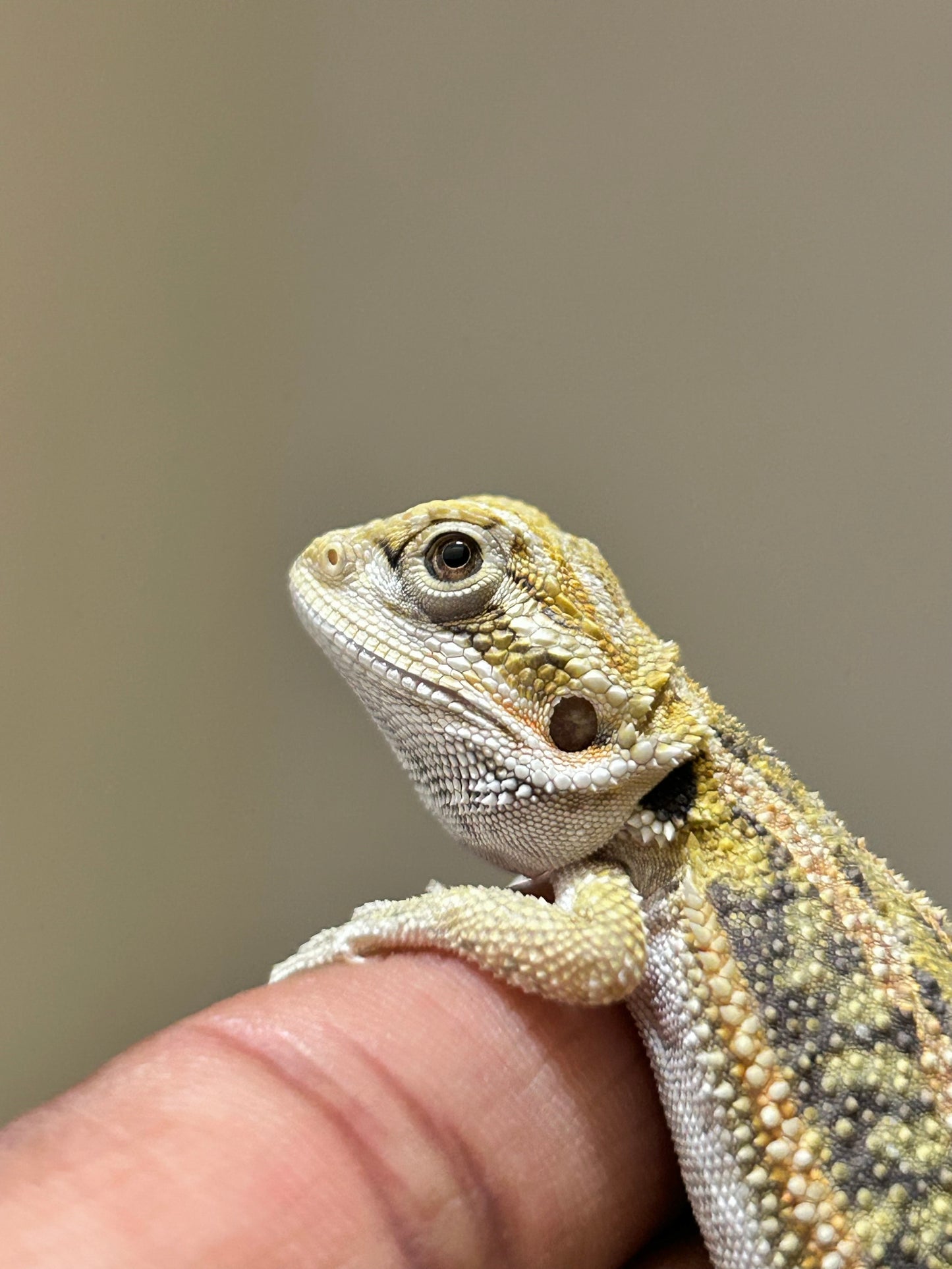 Pogona Citrus hypo dunner hembra