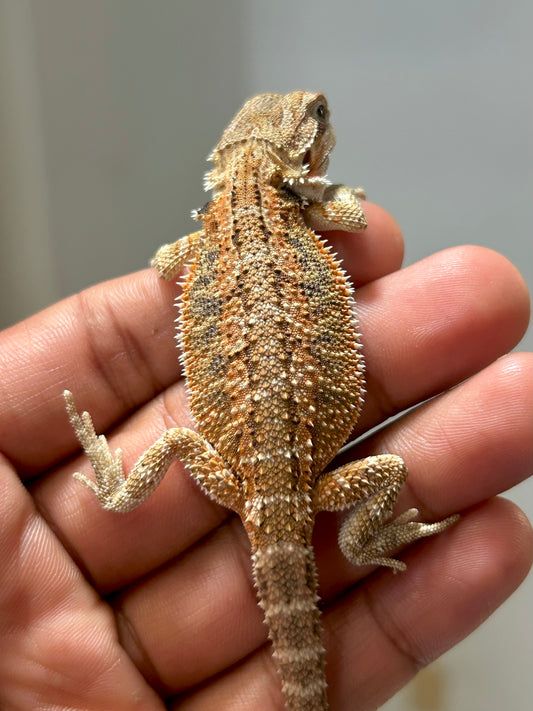 Pogona Nominal het hypo hembra