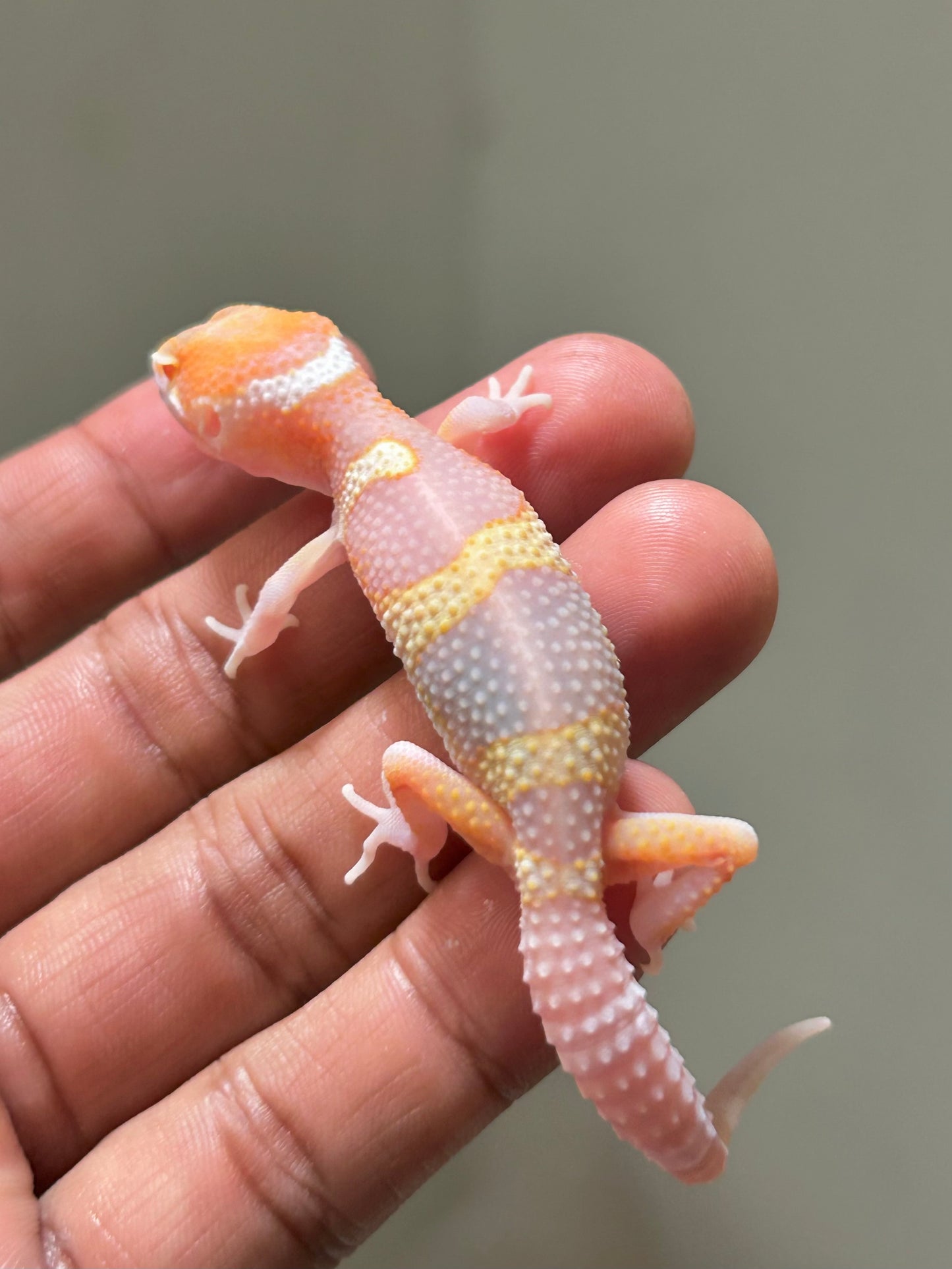 Gecko leopardo snow raptor