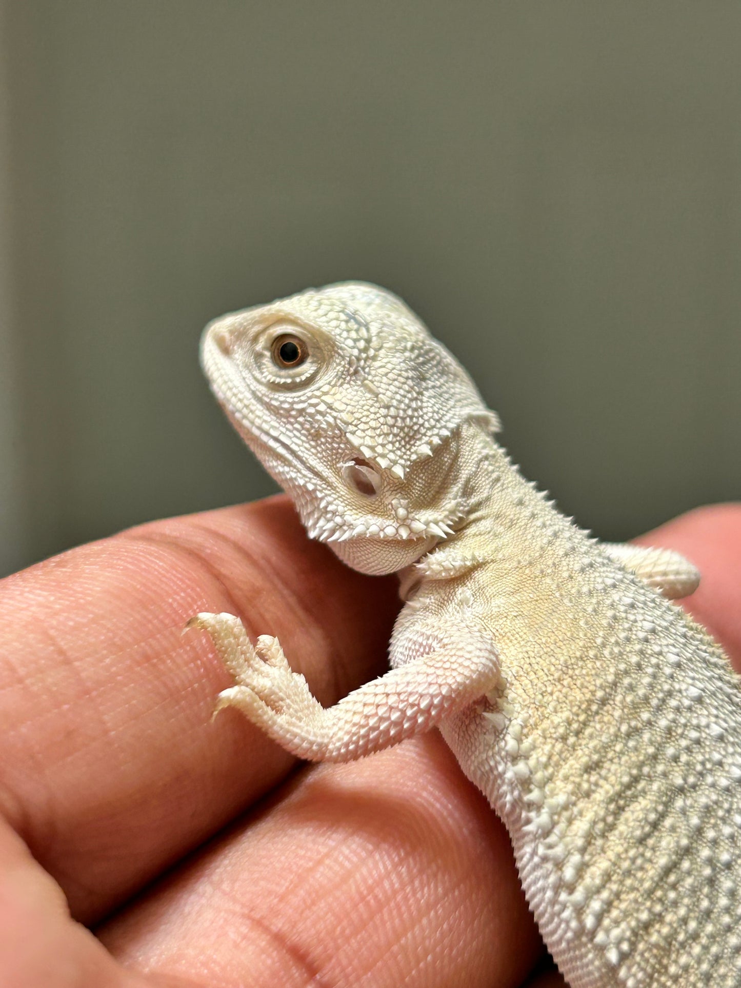 Pogona hypo witblits macho