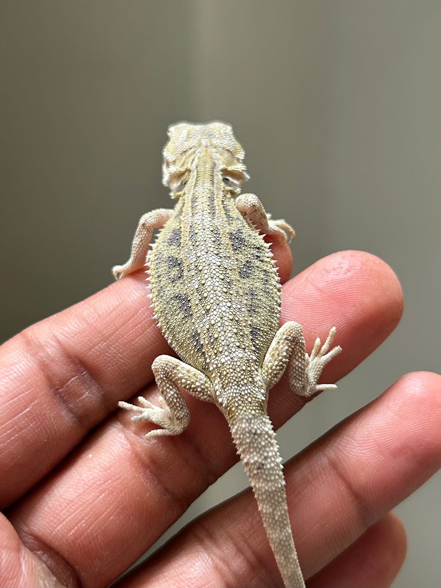 Pogona Hypo het zero macho