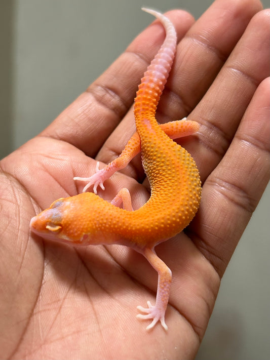 Gecko Leopardo blood raptor macho