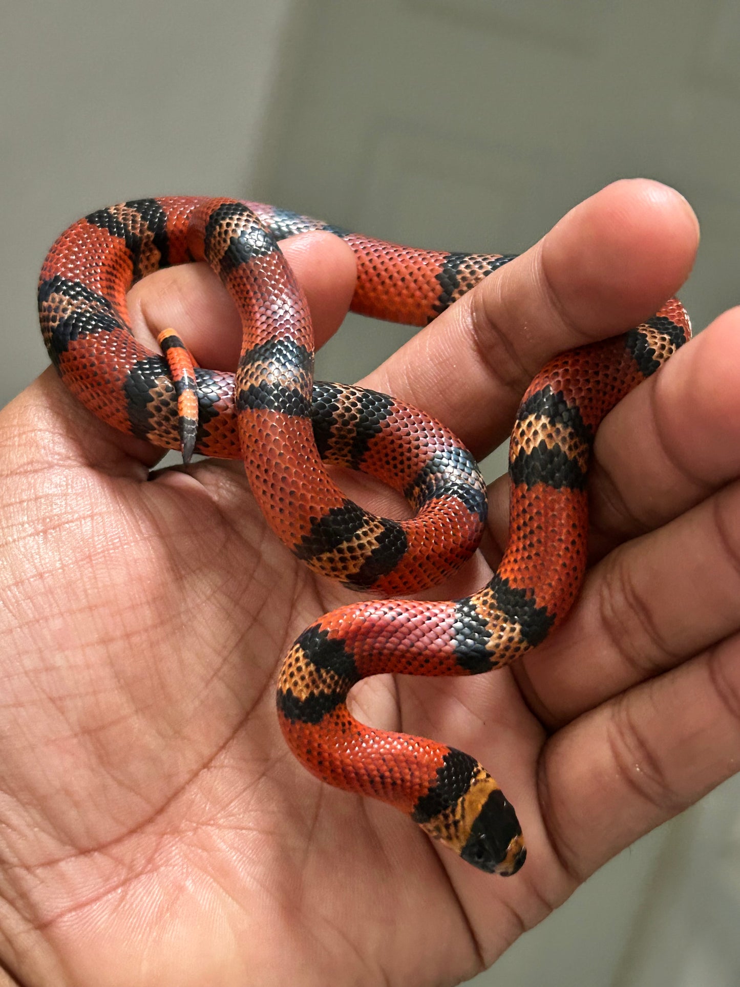 Falsa coral de honduras tangerine macho