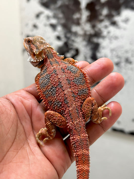 Pogona Red Hypo Blue Tiger Macho
