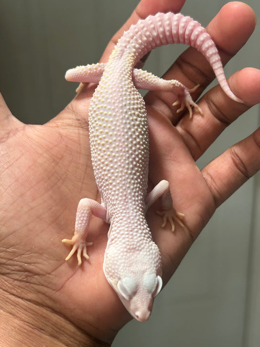 Gecko leopardo diablo blanco macho