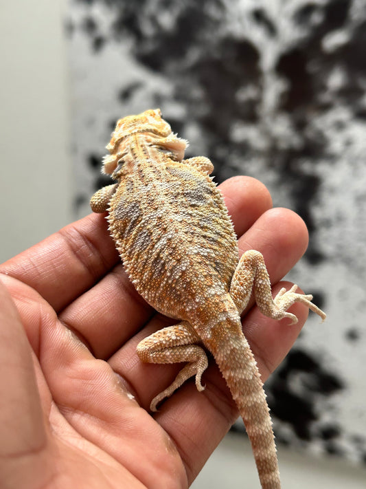 Pogona Hypo het zero hembra (Nip Tail)