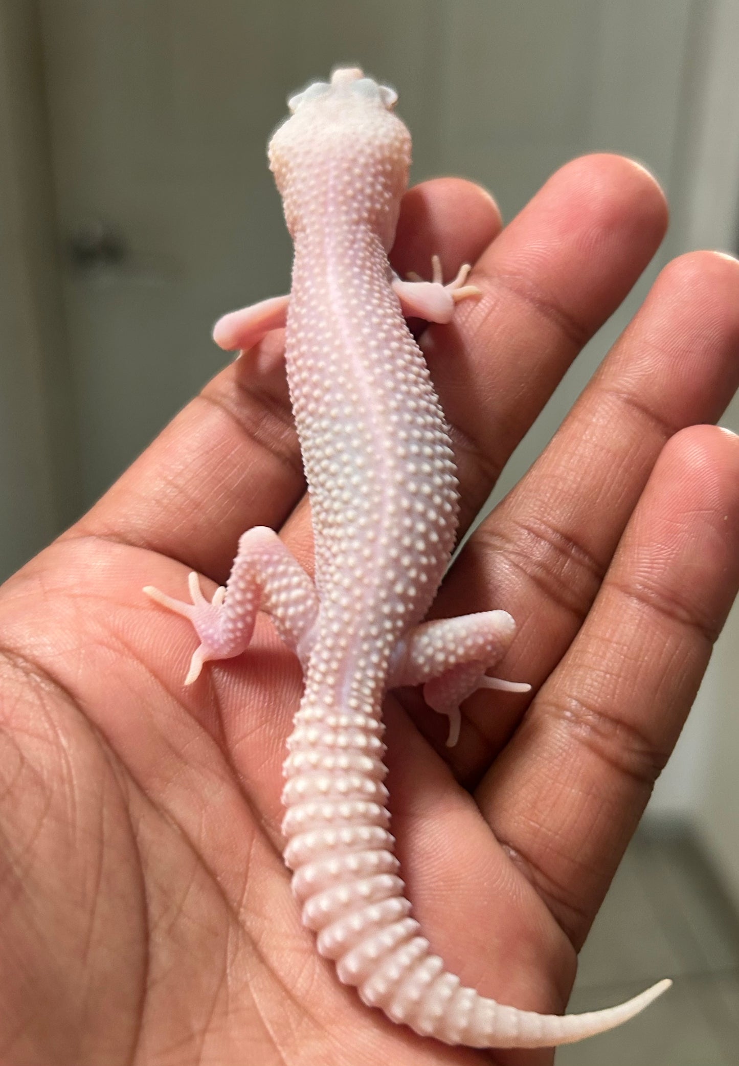 Gecko leopardo W&Y super snow tremper het eclipse macho