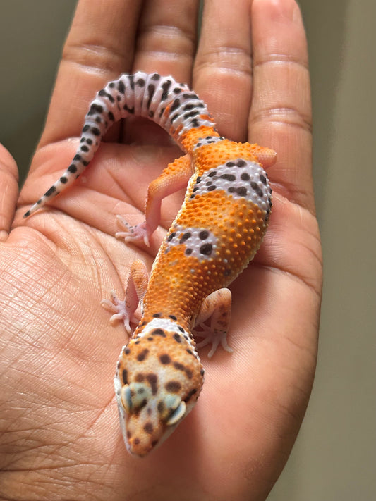 Gecko leopardo blood inferno macho