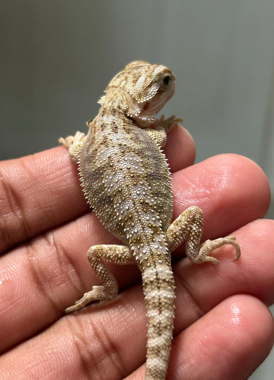 Pogona nominal het hypo/witblits hembra