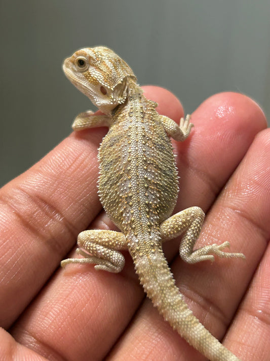 Pogona Hypo het witblits macho