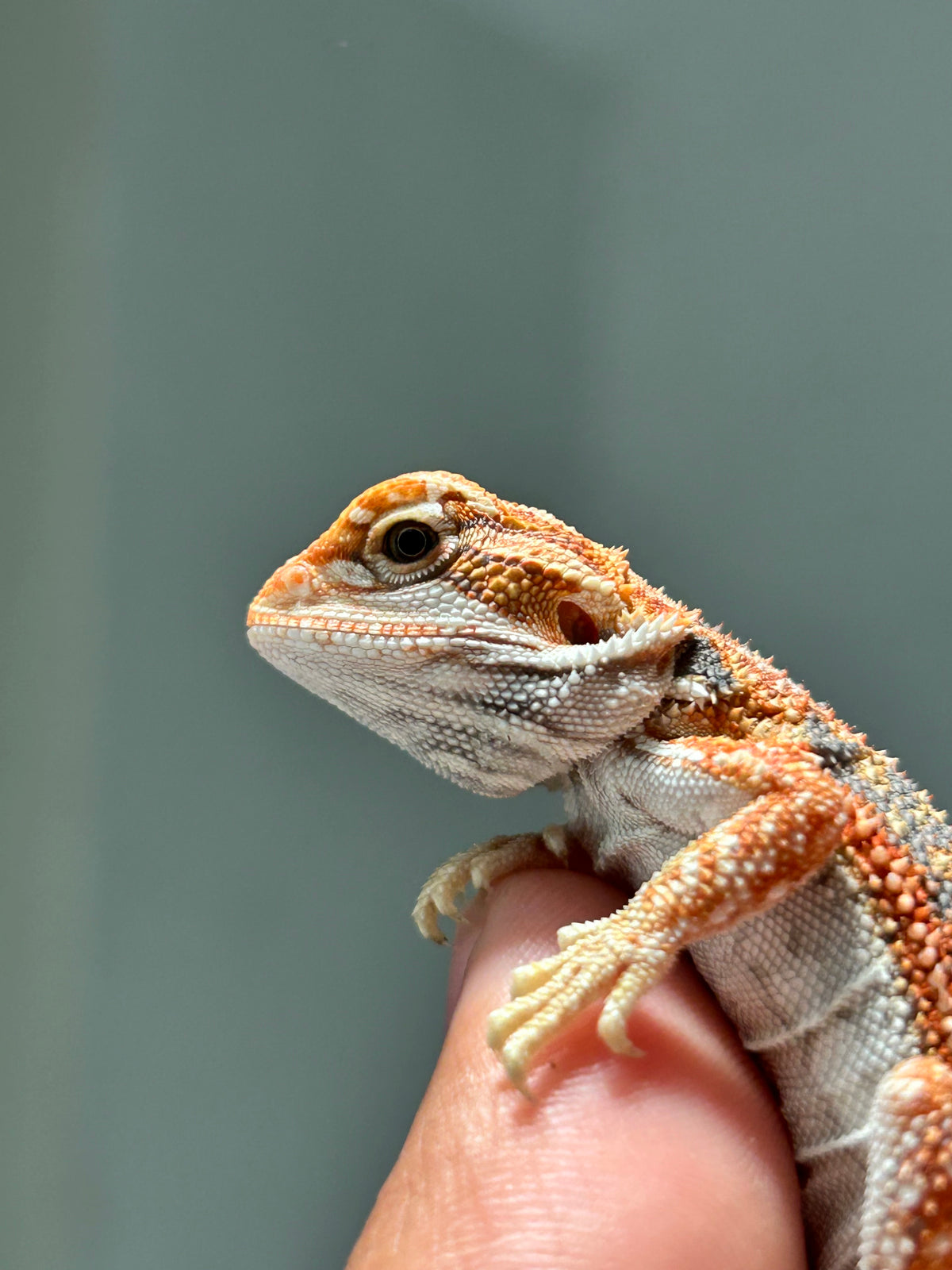 Pogona Red hypo dunner macho