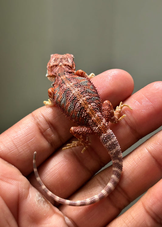 Reserva de Pogona Red Blue Tiger