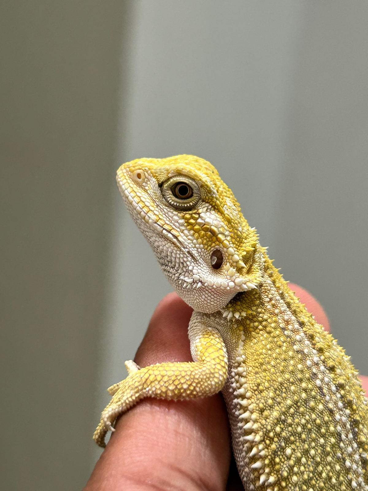 Pogona Citrus hypo dunner hembra