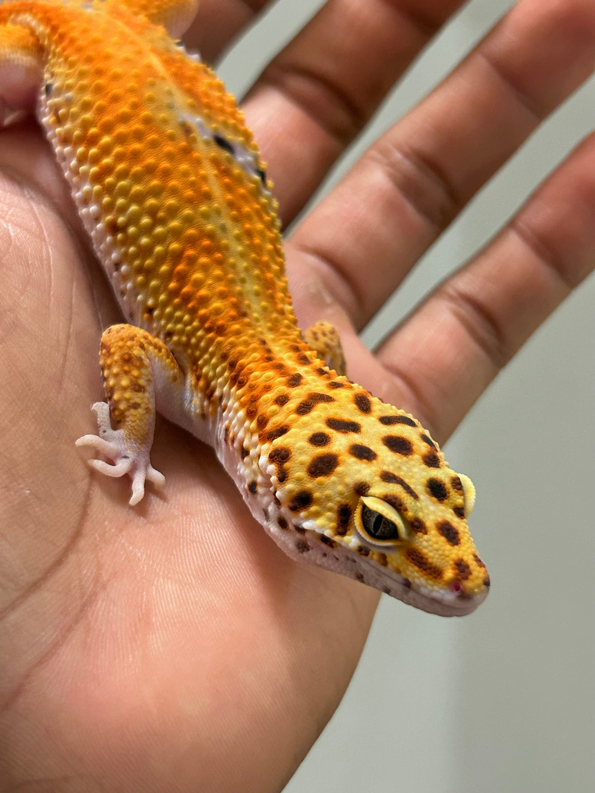 Gecko leopardo Blood emerine macho
