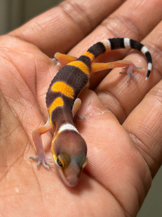 Apartado de Gecko Leopardo blood